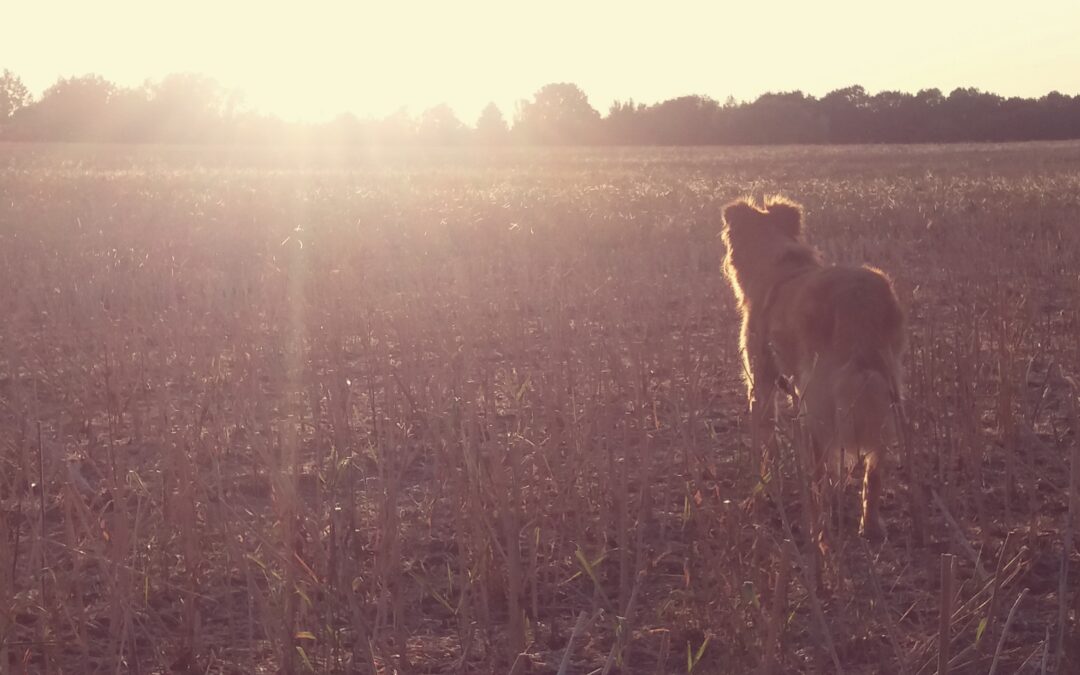 Am Anfang war die Idee