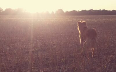 Am Anfang war die Idee